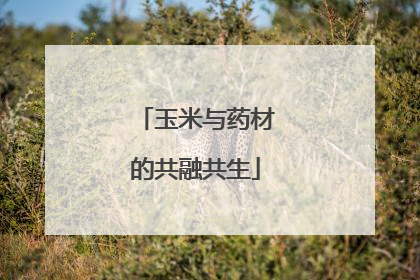 玉米与药材的共融共生