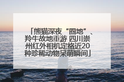 熊猫深夜“圈地”、羚牛故地重游 四川崇州红外相机定格近20种珍稀动物呆萌瞬间