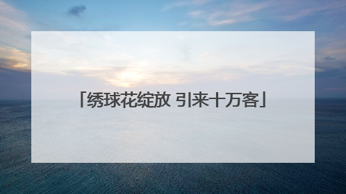 绣球花绽放 引来十万客