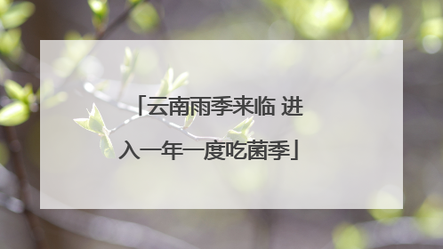 云南雨季来临 进入一年一度吃菌季