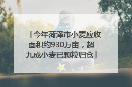 今年菏泽市小麦应收面积约930万亩，超九成小麦已颗粒归仓