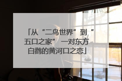 从“二鸟世界”到“五口之家” 一对东方白鹳的黄河口之恋