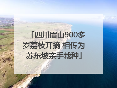 四川眉山900多岁荔枝开摘 相传为苏东坡亲手栽种
