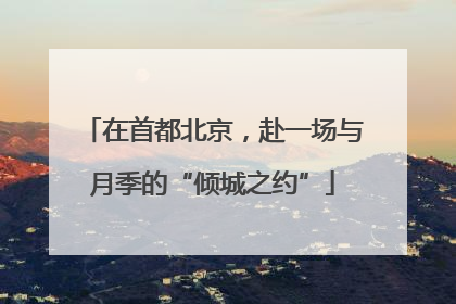 在首都北京，赴一场与月季的“倾城之约”