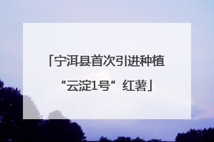 宁洱县首次引进种植“云淀1号”红薯