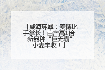威海环翠：麦穗比手掌长！亩产高1倍 新品种“巨无霸”小麦丰收！