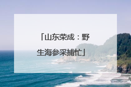 山东荣成：野生海参采捕忙