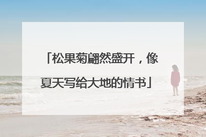 松果菊翩然盛开，像夏天写给大地的情书