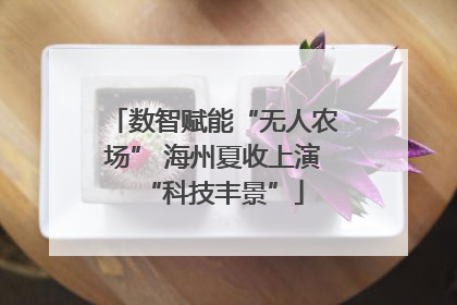 数智赋能“无人农场” 海州夏收上演“科技丰景”
