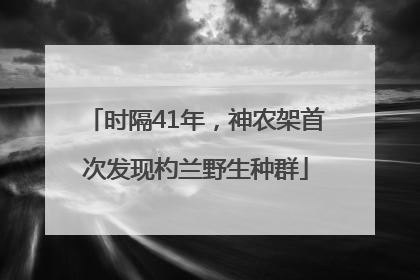 时隔41年，神农架首次发现杓兰野生种群