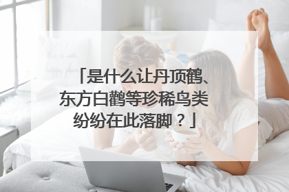 是什么让丹顶鹤、东方白鹳等珍稀鸟类纷纷在此落脚？