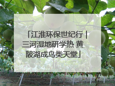 江淮环保世纪行｜三河湿地研学热 黄陂湖成鸟类天堂