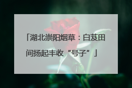 湖北崇阳烟草：白芨田间扬起丰收“号子”