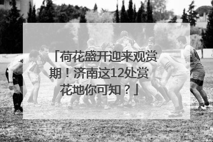 荷花盛开迎来观赏期！济南这12处赏花地你可知？