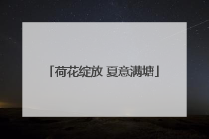 荷花绽放 夏意满塘