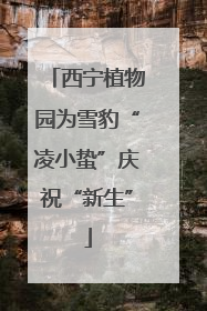 西宁植物园为雪豹“凌小蛰”庆祝“新生”