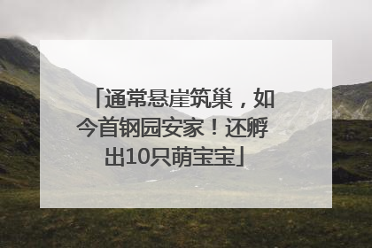 通常悬崖筑巢，如今首钢园安家！还孵出10只萌宝宝