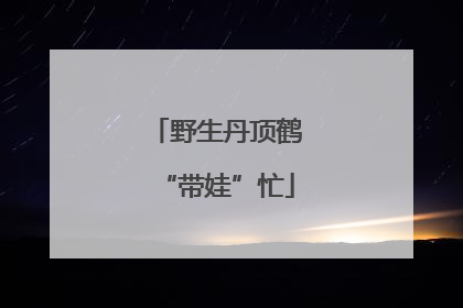 野生丹顶鹤“带娃”忙