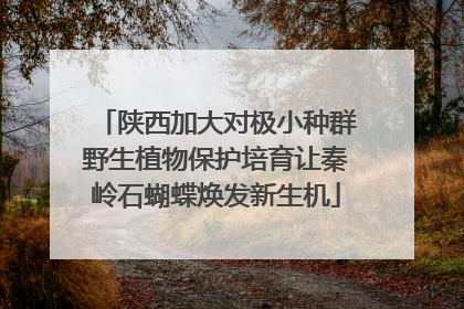 陕西加大对极小种群野生植物保护培育让秦岭石蝴蝶焕发新生机