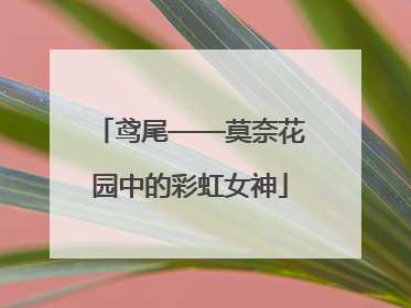 鸢尾——莫奈花园中的彩虹女神