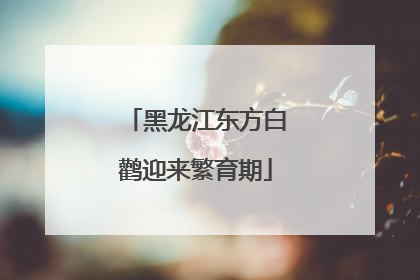 黑龙江东方白鹳迎来繁育期